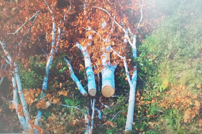 В Мокроусовском округе раскрыта незаконная рубка берёз